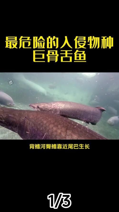 巨骨舌魚和鱷雀鱔的圖片，巨骨舌魚與鱷雀鱔同框，罕見雙雄