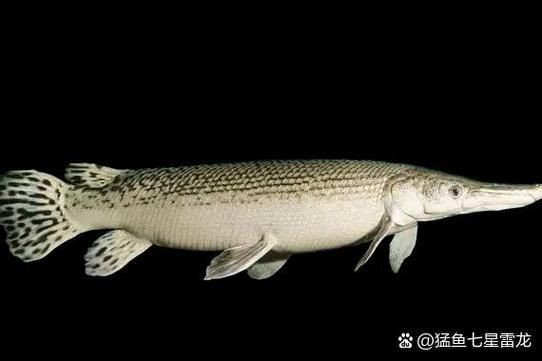 巨骨舌魚和鱷雀鱔的圖片，巨骨舌魚與鱷雀鱔同框，罕見雙雄