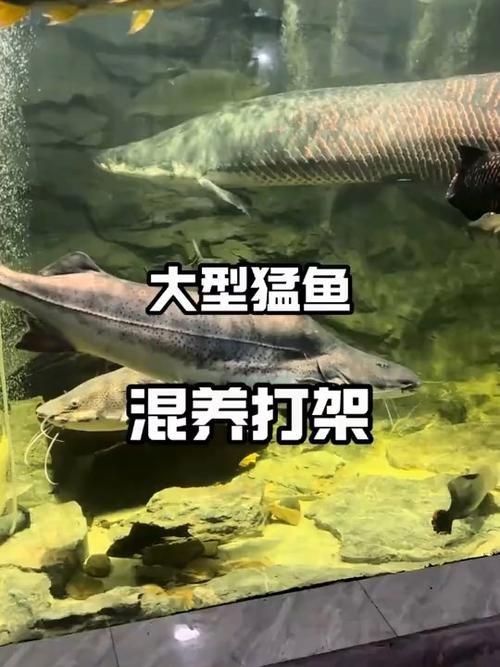 巨骨舌魚和鱷雀鱔的圖片，巨骨舌魚與鱷雀鱔同框，罕見雙雄