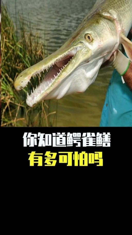 巨骨舌魚和鱷雀鱔的圖片，巨骨舌魚與鱷雀鱔同框，罕見雙雄