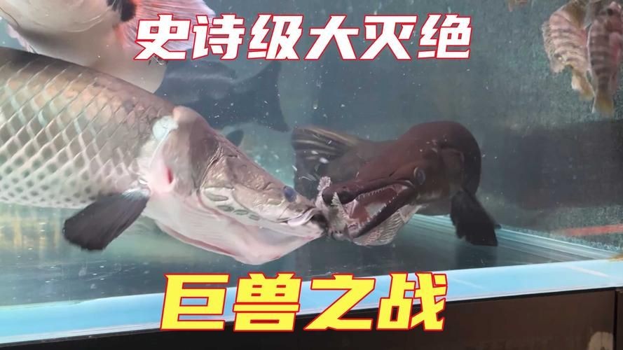 巨骨舌魚和鱷雀鱔的圖片，巨骨舌魚與鱷雀鱔同框，罕見雙雄