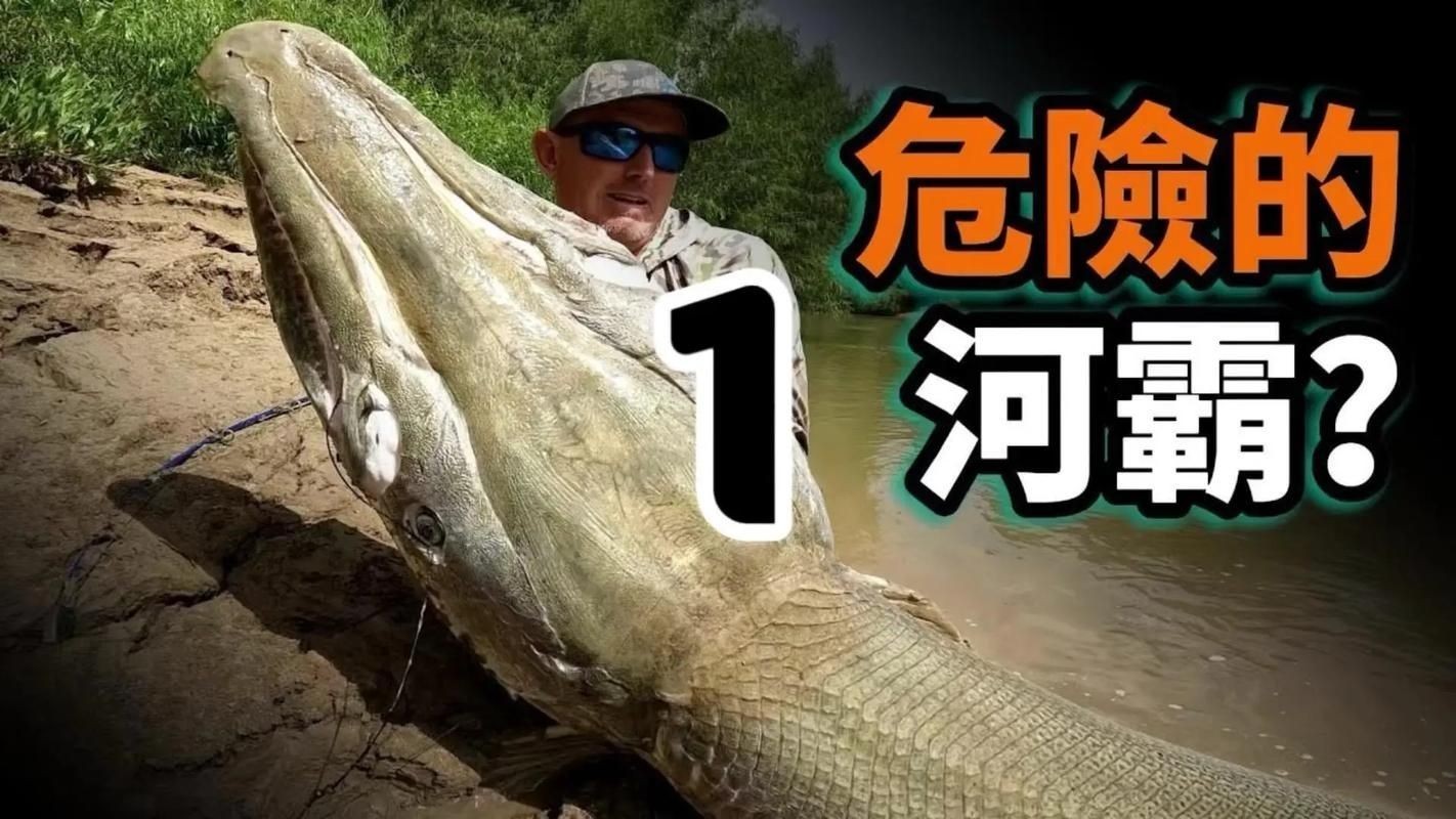 巨骨舌魚和鱷雀鱔的圖片，巨骨舌魚與鱷雀鱔同框，罕見雙雄