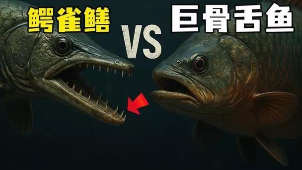 巨骨舌魚和鱷雀鱔的圖片，巨骨舌魚與鱷雀鱔同框，罕見雙雄