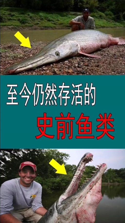 巨骨舌魚和鱷雀鱔的圖片，巨骨舌魚與鱷雀鱔同框，罕見雙雄