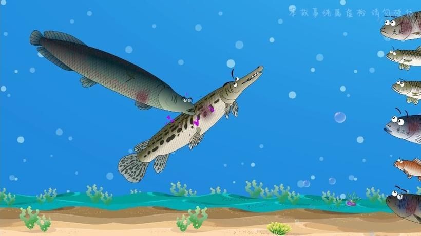 巨骨舌魚和鱷雀鱔的圖片，巨骨舌魚與鱷雀鱔同框，罕見雙雄