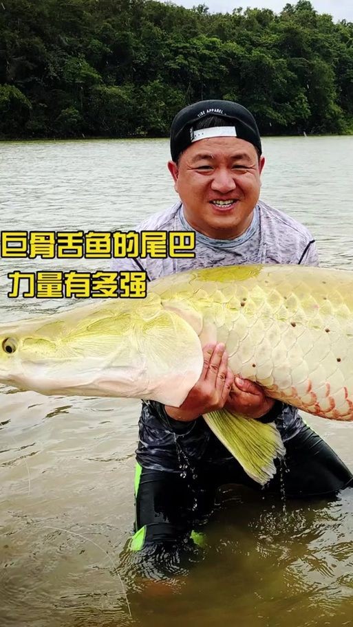 巨骨舌魚和鱷雀鱔的圖片，巨骨舌魚與鱷雀鱔同框，罕見雙雄