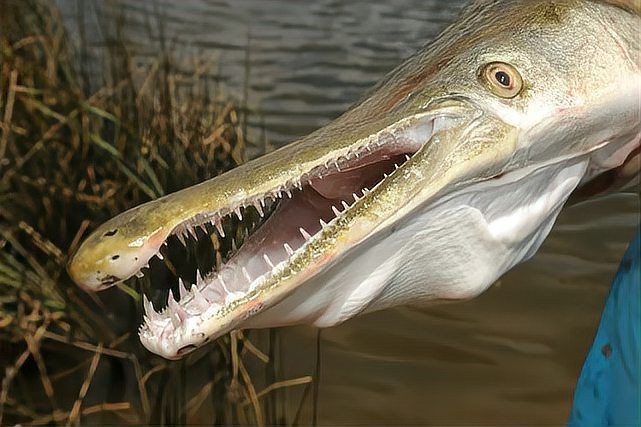 巨骨舌魚和鱷雀鱔的圖片，巨骨舌魚與鱷雀鱔同框，罕見雙雄