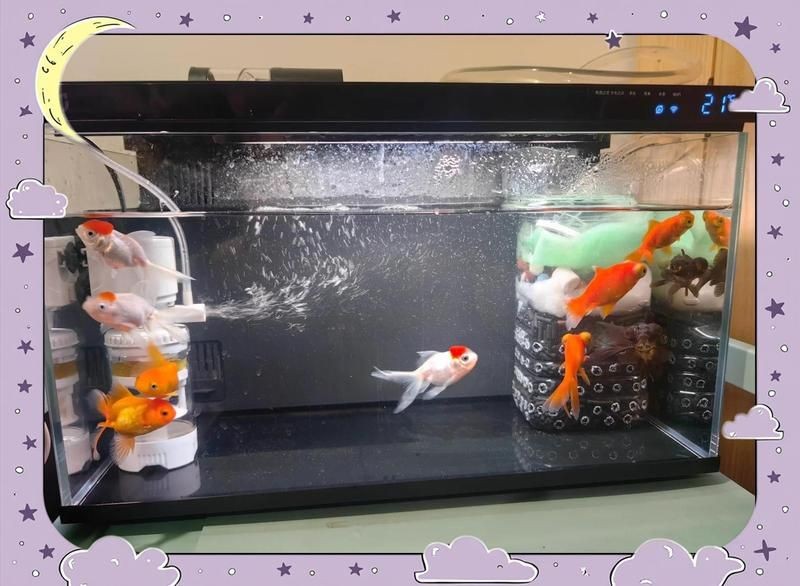 九鼎魚缸評測，幾種不同風(fēng)格的一句標(biāo)題示例，你可以按需選擇，，專業(yè)向，深度剖析 | 九鼎魚缸全方位評測，實(shí)用風(fēng)，必看！九鼎魚缸真實(shí)使用評測來了，好奇引導(dǎo)式，探秘九鼎魚缸