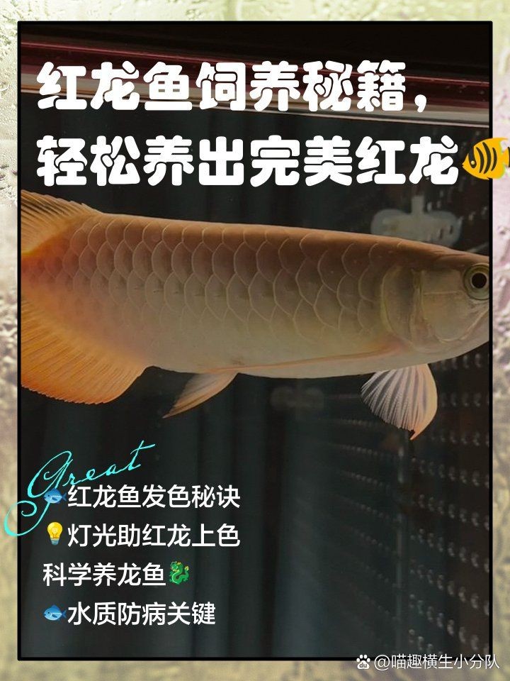 養紅龍的10忌，龍飼養
