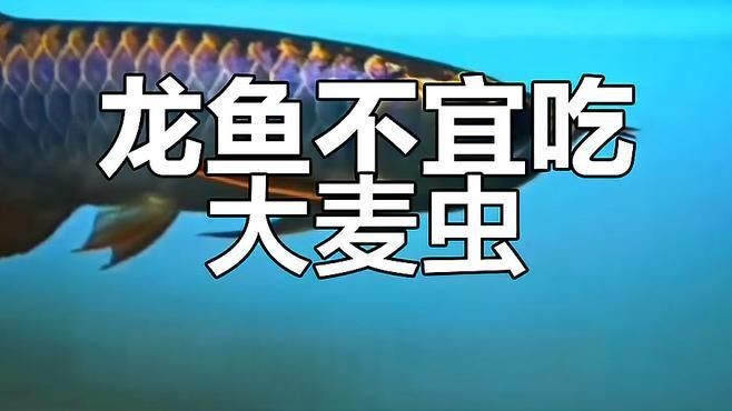 號半龍魚最忌三種食物，龍魚忌食三物，養(yǎng)者必