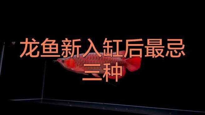 號半龍魚最忌三種食物，龍魚忌食三物，養(yǎng)者必
