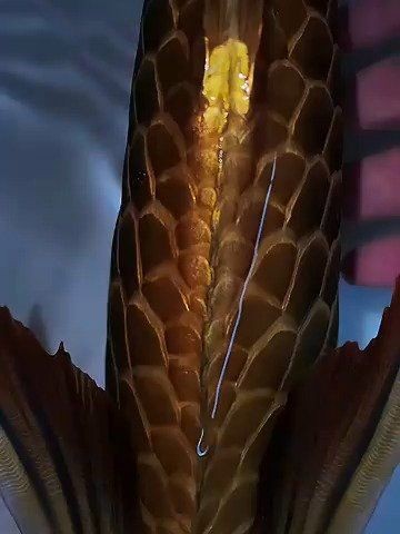 古典金龍魚vs祥龍魚場景介紹，幾種不同風格的一句短標題供你參考，，古典金龍魚與祥龍魚驚艷對決場景揭秘，邂逅古典金龍魚、祥龍魚奇幻場景，古典金龍魚VS祥
