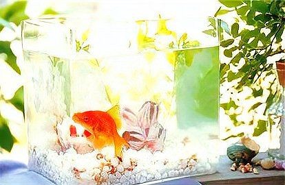 養魚放三處最旺家 養魚放三處最旺家 龍魚百科 第11張