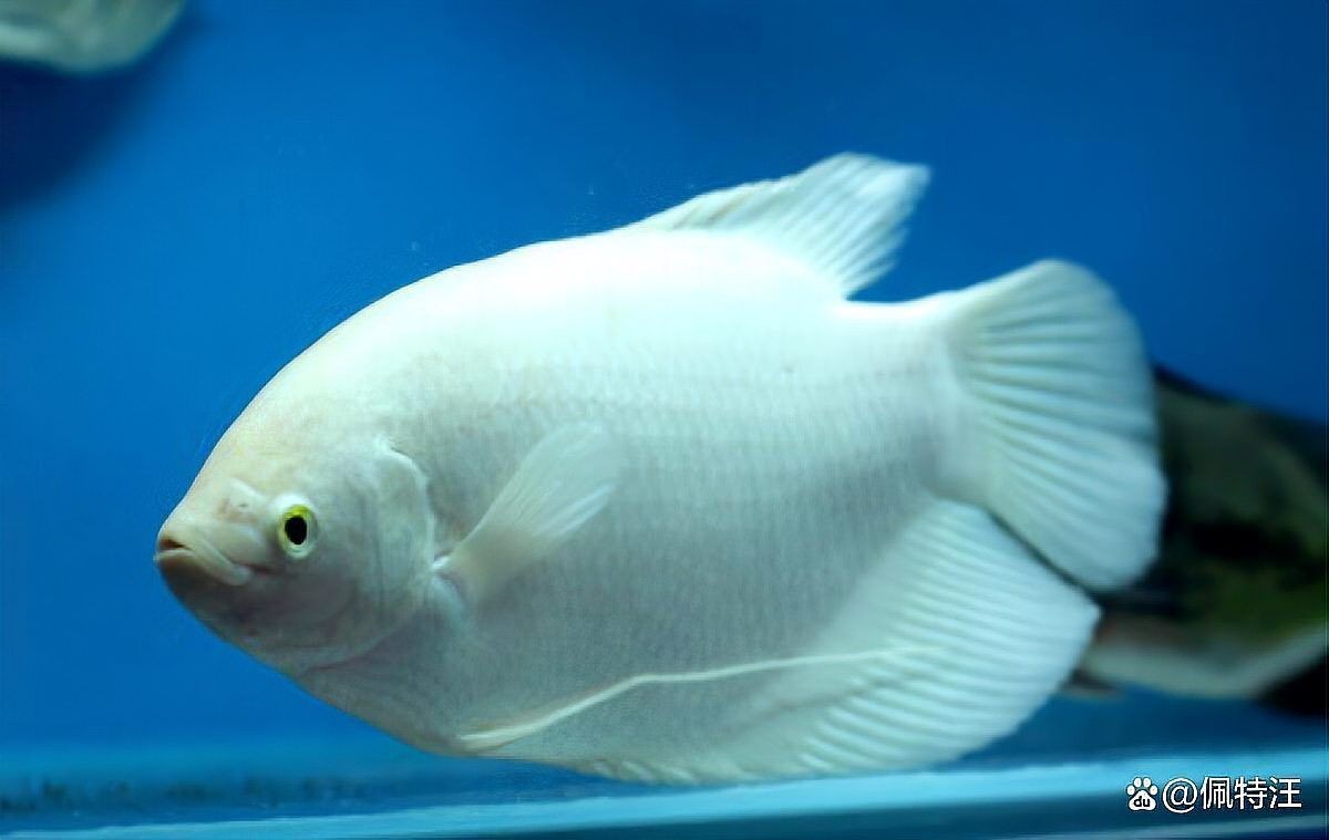 古代戰船魚哪個品種好，探秘古代戰船優選魚種，析古代戰船適配佳魚品種，尋古代戰船良魚之選