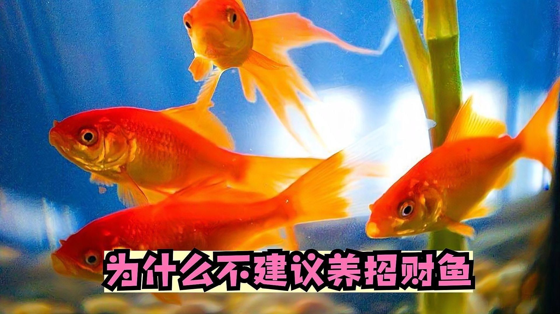 為什么不建議養招財魚，你可以按需選擇，，慎養招財魚，背后有隱憂！，招財魚非佳選，養殖藏風險！，莫盲目養招財