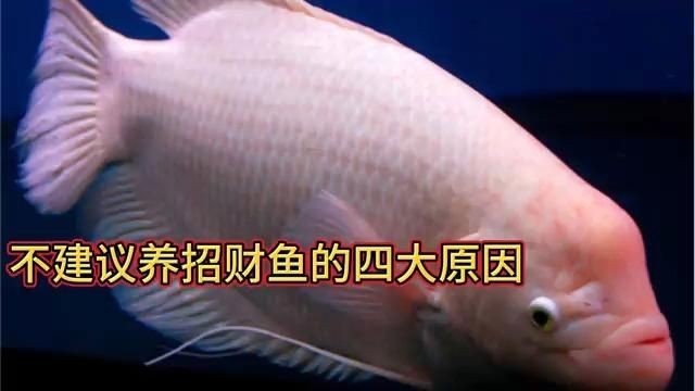 為什么不建議養招財魚，你可以按需選擇，，慎養招財魚，背后有隱憂！，招財魚非佳選，養殖藏風險！，莫盲目養招財