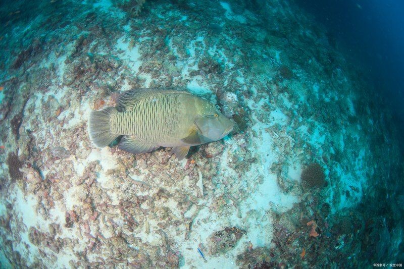 60的缸能養龍魚嗎，0缸能否養龍