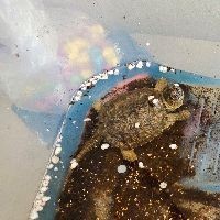 60的缸能養龍魚嗎，0缸能否養龍