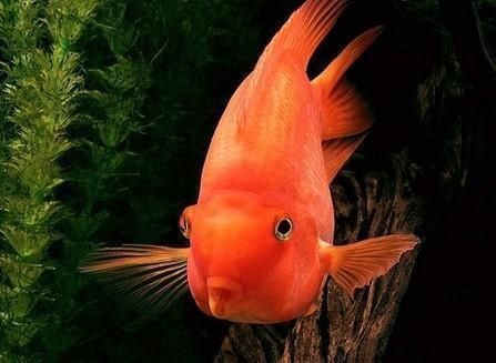 76年屬龍魚缸的擺放位置，你可以按需選擇，，76年屬龍者魚缸佳位指南，76屬龍人魚缸擺哪旺運？，揭秘76年