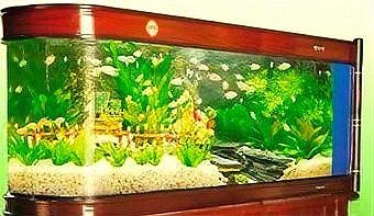 屬龍魚缸擺放最佳位置，缸吉位，屬龍者魚缸理想