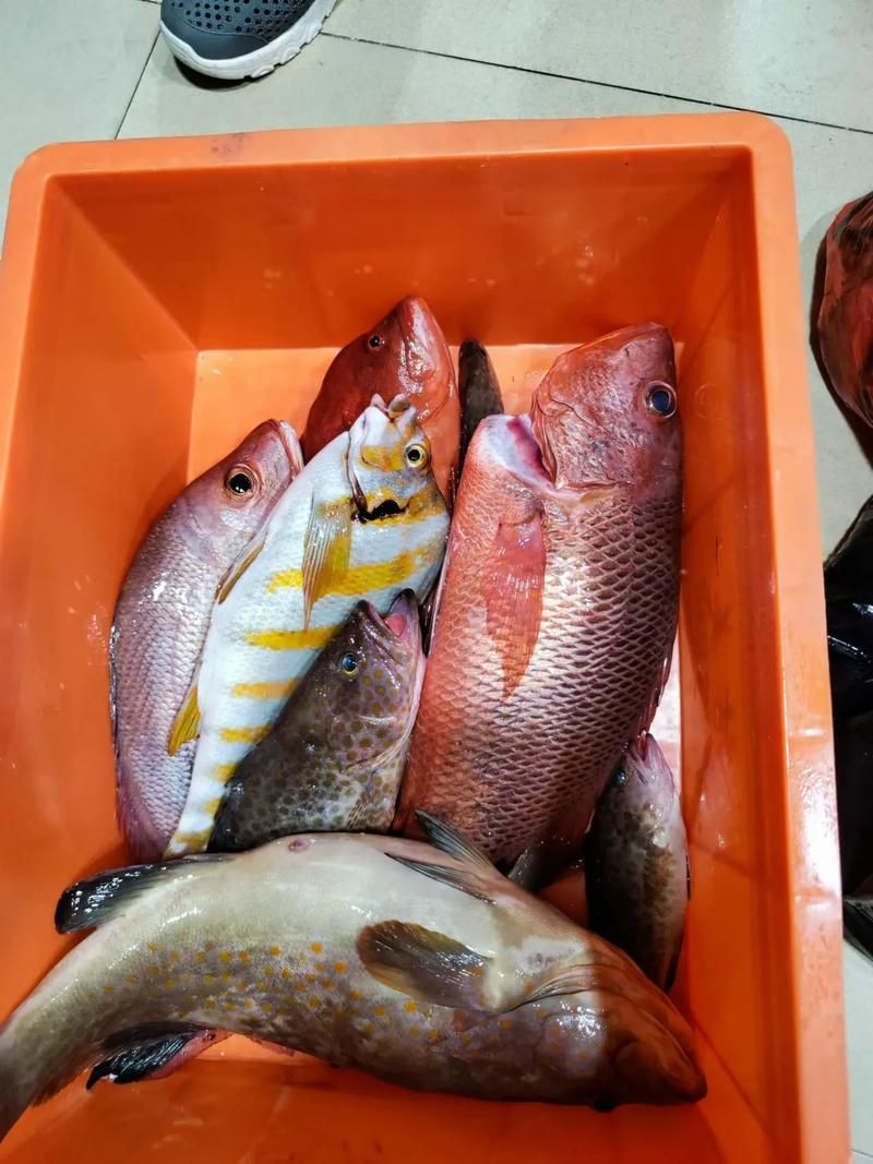 假三刀魚圖片，幾種不同風格的一句短標題供你參考，，趣觀假三刀魚圖鑒，邂逅假三刀魚影像，聚焦假三刀魚美圖