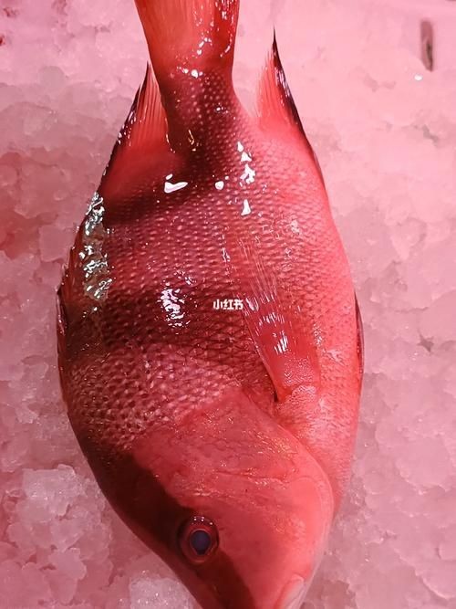 假三刀魚圖片，幾種不同風格的一句短標題供你參考，，趣觀假三刀魚圖鑒，邂逅假三刀魚影像，聚焦假三刀魚美圖