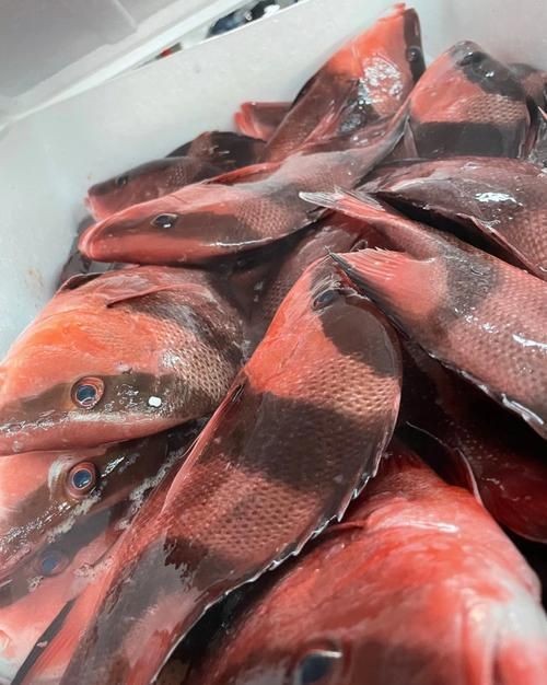 假三刀魚圖片，幾種不同風格的一句短標題供你參考，，趣觀假三刀魚圖鑒，邂逅假三刀魚影像，聚焦假三刀魚美圖