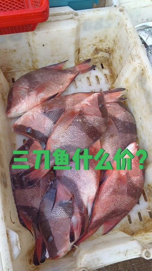 假三刀魚圖片，幾種不同風格的一句短標題供你參考，，趣觀假三刀魚圖鑒，邂逅假三刀魚影像，聚焦假三刀魚美圖
