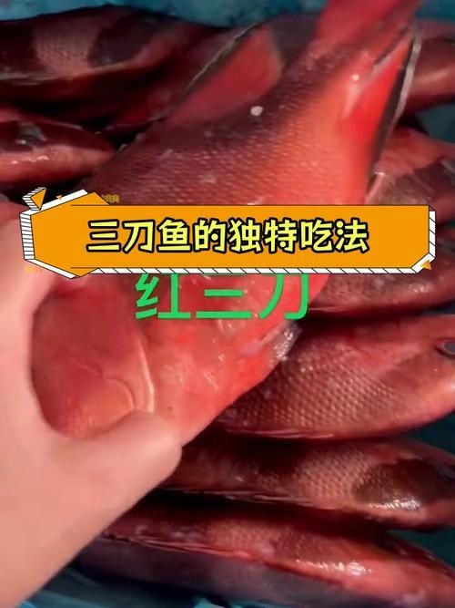 假三刀魚圖片，幾種不同風格的一句短標題供你參考，，趣觀假三刀魚圖鑒，邂逅假三刀魚影像，聚焦假三刀魚美圖