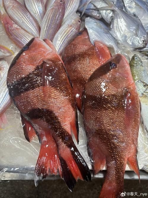 假三刀魚圖片，幾種不同風格的一句短標題供你參考，，趣觀假三刀魚圖鑒，邂逅假三刀魚影像，聚焦假三刀魚美圖