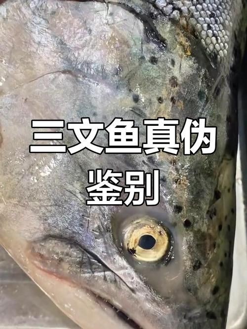 假三刀魚圖片，幾種不同風格的一句短標題供你參考，，趣觀假三刀魚圖鑒，邂逅假三刀魚影像，聚焦假三刀魚美圖