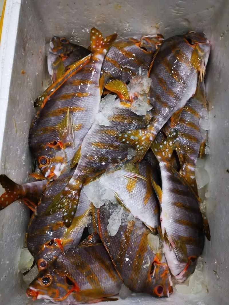 假三刀魚圖片，幾種不同風格的一句短標題供你參考，，趣觀假三刀魚圖鑒，邂逅假三刀魚影像，聚焦假三刀魚美圖