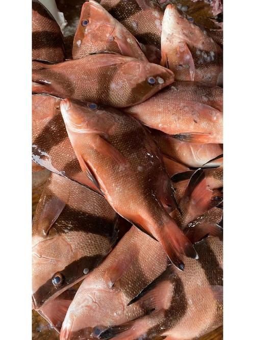 假三刀魚圖片，幾種不同風格的一句短標題供你參考，，趣觀假三刀魚圖鑒，邂逅假三刀魚影像，聚焦假三刀魚美圖