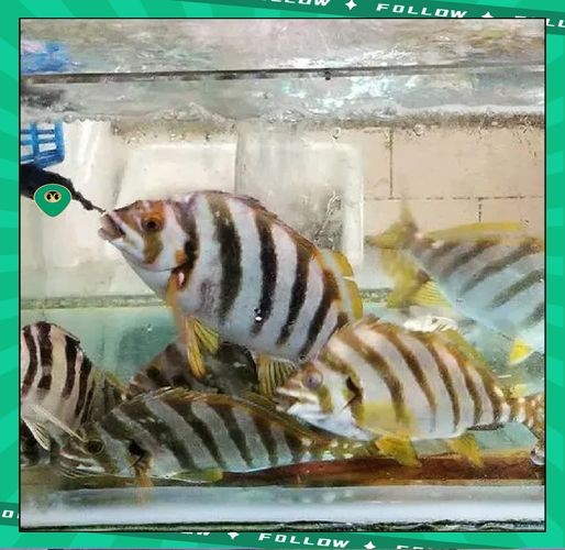 假三刀魚圖片，幾種不同風格的一句短標題供你參考，，趣觀假三刀魚圖鑒，邂逅假三刀魚影像，聚焦假三刀魚美圖