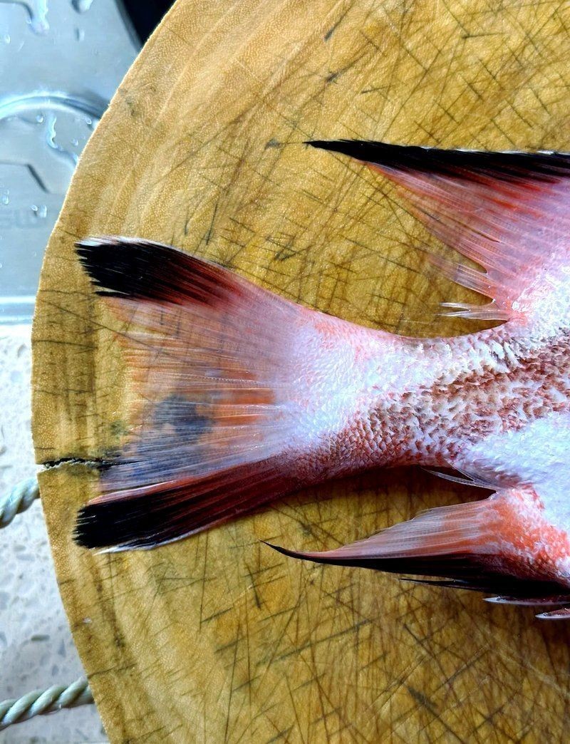 假三刀魚圖片，幾種不同風格的一句短標題供你參考，，趣觀假三刀魚圖鑒，邂逅假三刀魚影像，聚焦假三刀魚美圖