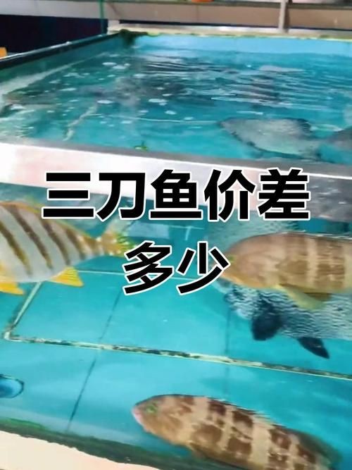 假三刀魚圖片，幾種不同風格的一句短標題供你參考，，趣觀假三刀魚圖鑒，邂逅假三刀魚影像，聚焦假三刀魚美圖