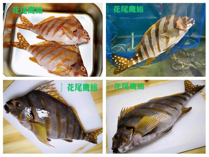 假三刀魚圖片，幾種不同風格的一句短標題供你參考，，趣觀假三刀魚圖鑒，邂逅假三刀魚影像，聚焦假三刀魚美圖