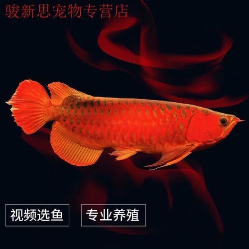 號半紅龍和紅龍區別圖片，幾種不同風格的一句短標題供你參考，，??半紅龍VS紅龍差異圖鑒，??半紅龍與紅龍區別直觀圖示，??速看！半紅龍、紅龍區別圖解