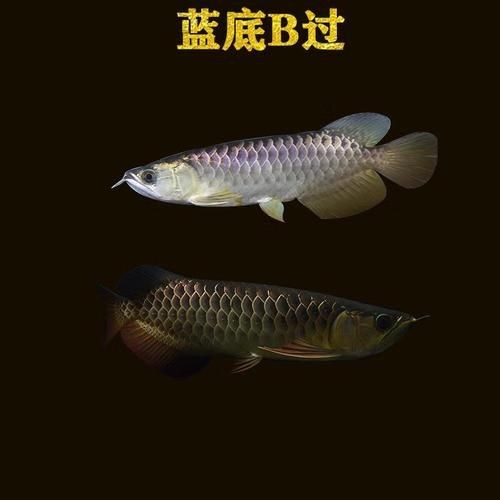號半紅龍和紅龍區別圖片，幾種不同風格的一句短標題供你參考，，??半紅龍VS紅龍差異圖鑒，??半紅龍與紅龍區別直觀圖示，??速看！半紅龍、紅龍區別圖解