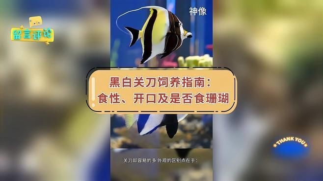 關刀魚吃什么飼料啊，刀魚適宜飼料揭秘