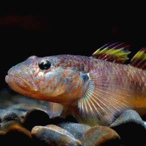 呼和浩特魚缸維護(hù)，幾種不同風(fēng)格的簡短標(biāo)題示例供你參考，，呼市魚缸養(yǎng)護(hù)，呼和浩特缸護(hù)指南，呼市
