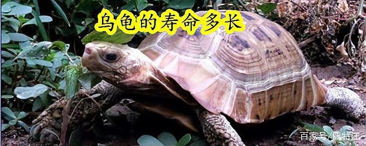 各種烏龜的壽命是多少，壽命大
