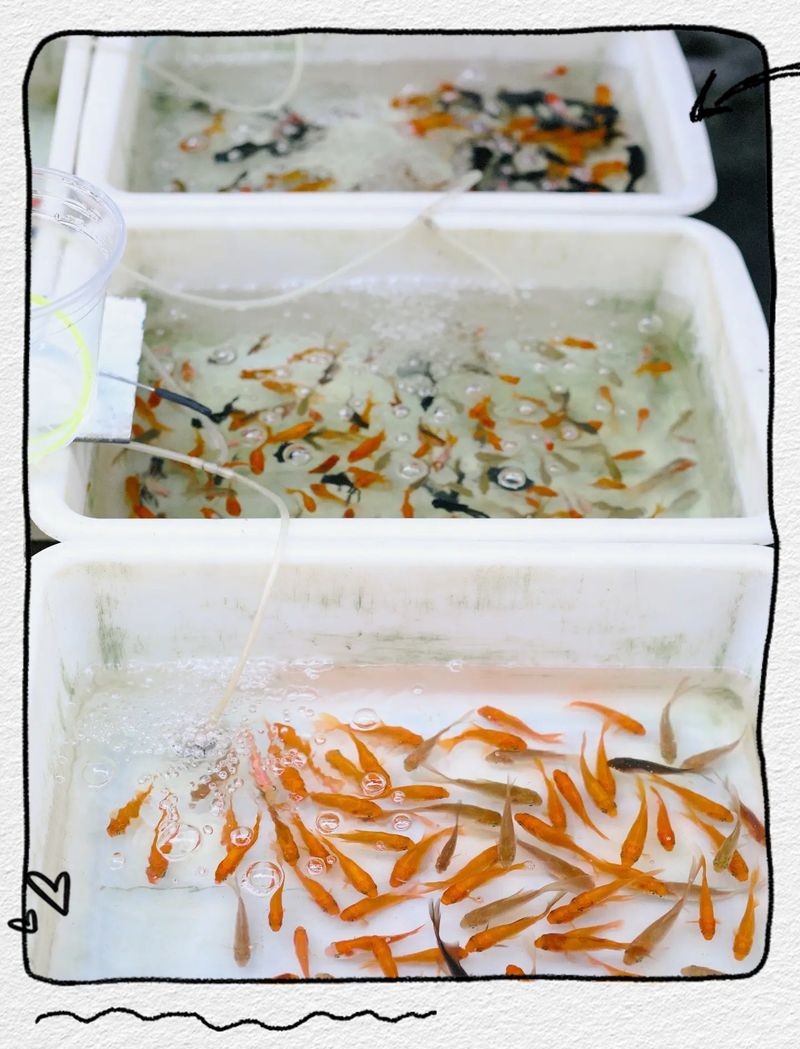 十堰魚缸批發市場，幾種不同風格的1句短標題示例，你可以按需選用，，直白型，十堰魚缸批發集散地，吸睛型，探秘十堰超全魚缸