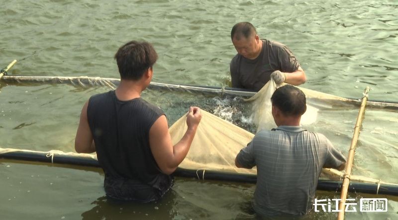 十堰魚缸批發市場，幾種不同風格的1句短標題示例，你可以按需選用，，直白型，十堰魚缸批發集散地，吸睛型，探秘十堰超全魚缸