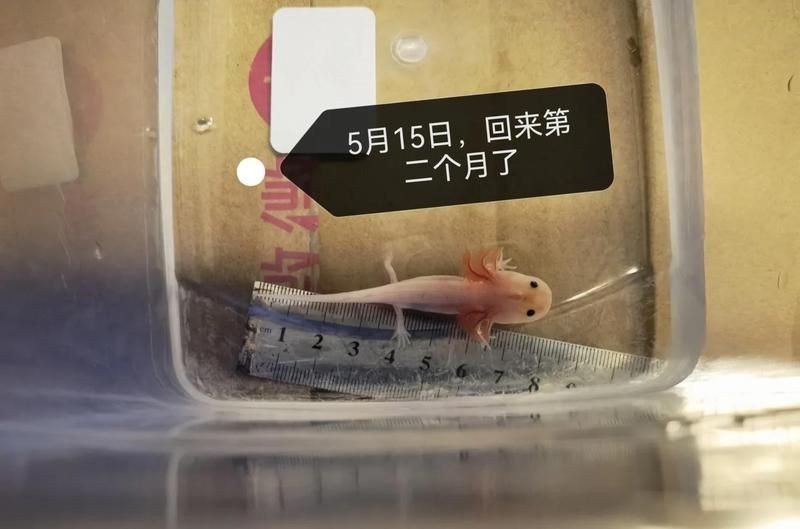剛出生的龍魚有多大，龍魚
