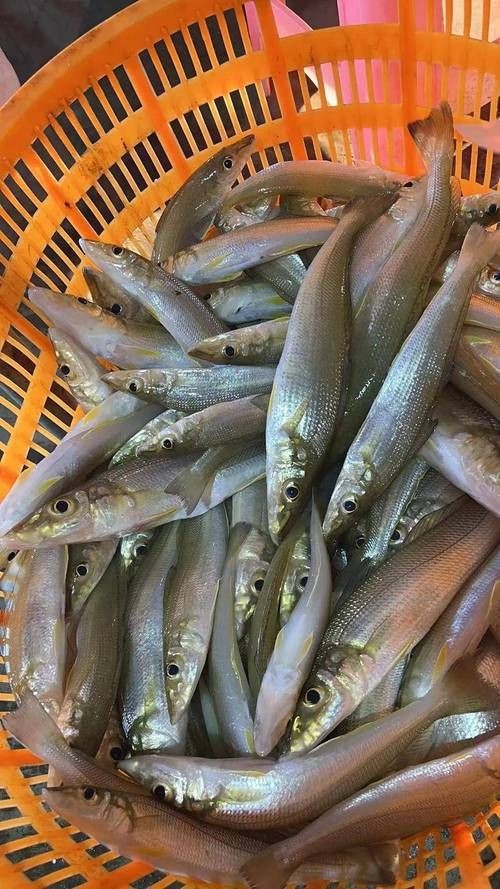 四角龍魚的圖片，幾種不同風格的短標題示例，你可以按需選用，，驚艷！四角龍魚美圖來襲，速覽，靈動四角龍魚圖鑒，聚焦