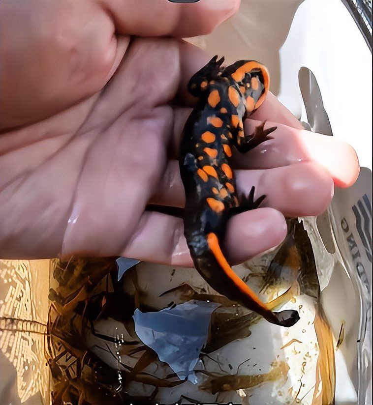 四角龍魚的圖片，幾種不同風格的短標題示例，你可以按需選用，，驚艷！四角龍魚美圖來襲，速覽，靈動四角龍魚圖鑒，聚焦