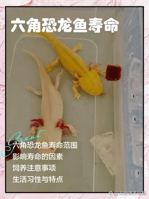 四角龍魚的圖片，幾種不同風格的短標題示例，你可以按需選用，，驚艷！四角龍魚美圖來襲，速覽，靈動四角龍魚圖鑒，聚焦