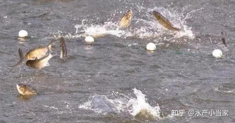 號半龍魚最害怕三個東西，龍魚三大恐懼源
