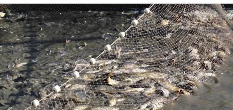 號半龍魚最害怕三個東西，龍魚三大恐懼源
